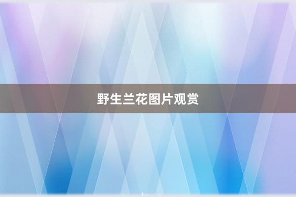 野生兰花图片观赏